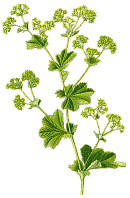 Frauenmantel :: Alchemilla vulgaris