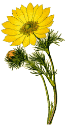 Frühlings-Adonisröschen :: Adonis vernalis