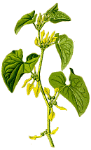 Osterluzei :: Aristolochia clematitis