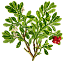 Bärentraube :: Arctostaphylos uva-ursi