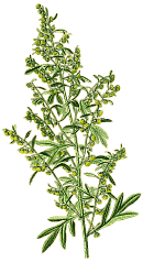 Wermut :: Artemisia absinthium