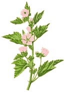 Eibisch :: Althaea officinalis