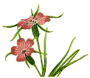 Kornrade :: Agrostemma githago